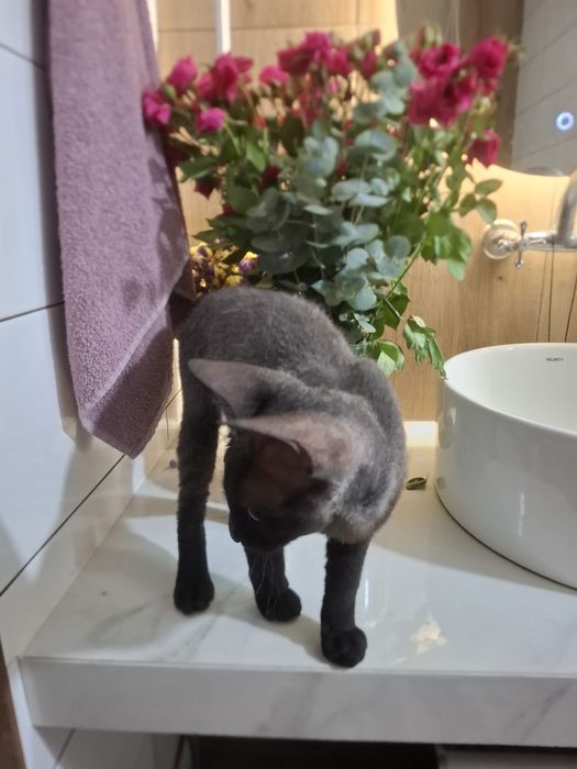 Сфинкс браш в добрые руки