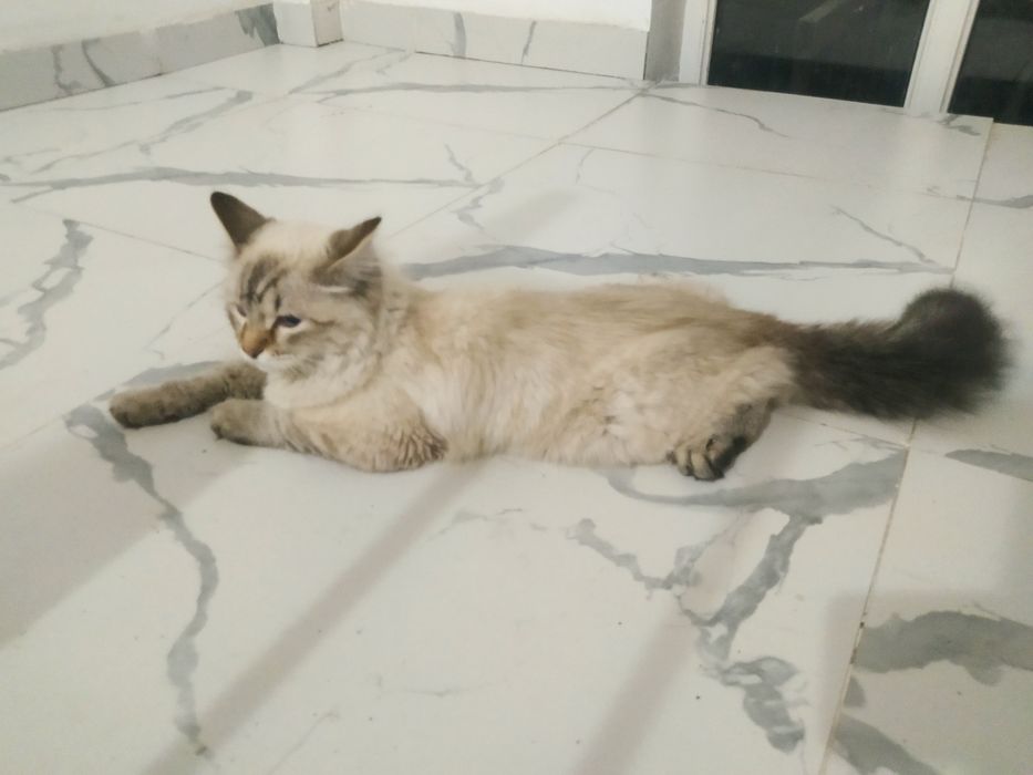 Тайский/ Сиамски кот