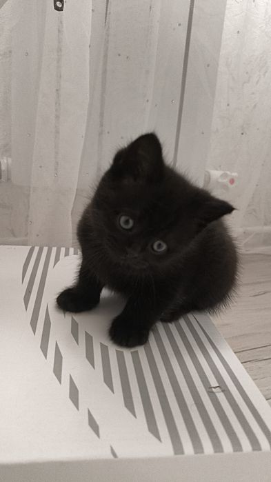 Британский котенок темно коричневого цвета