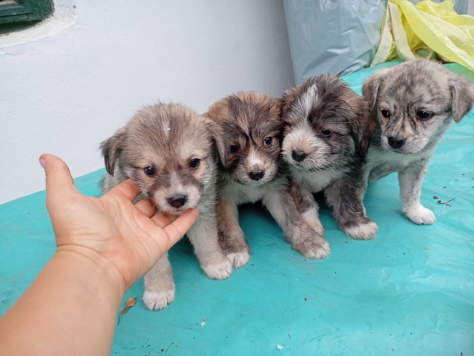 Căței adopție donatie