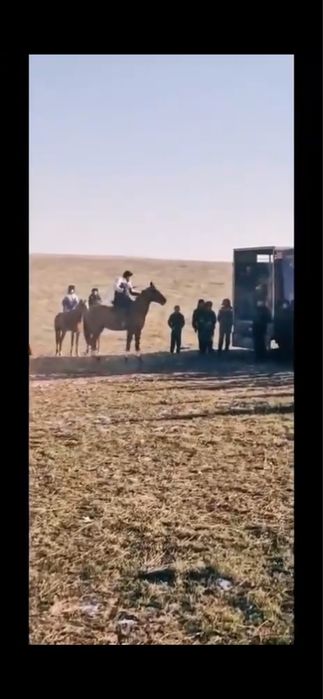 Дончак айгыр кокпар уйырге