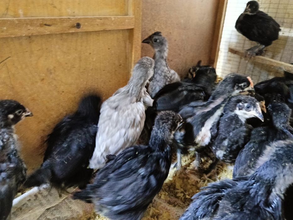 Jojalar sotiladi 1 oylikdan otti