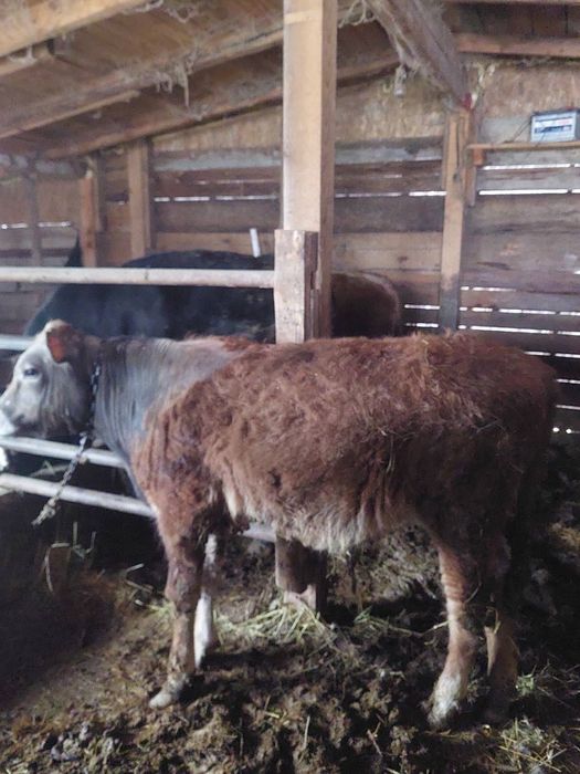 Мъжко теле 200 килограма