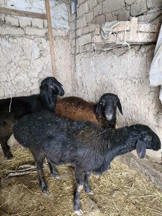 Қошқарлар сатылады