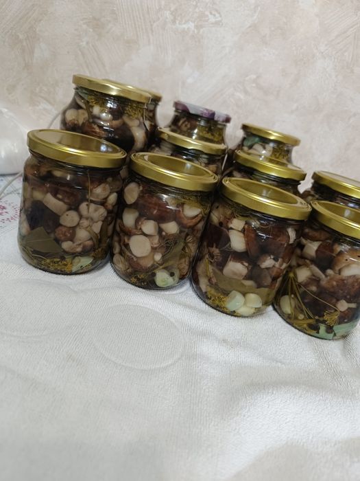 Грибы грибы грибы