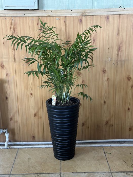 Растения по акции для офиса в горшках