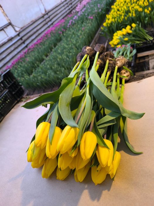 Тюльпаны Тюлпаны