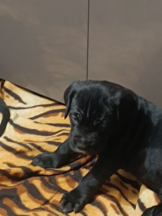 Кане Корсо чистокрувни