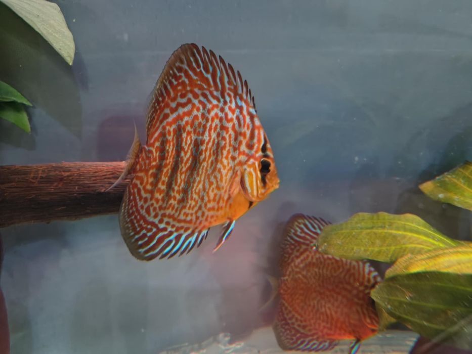 Дискус леопард малкии
