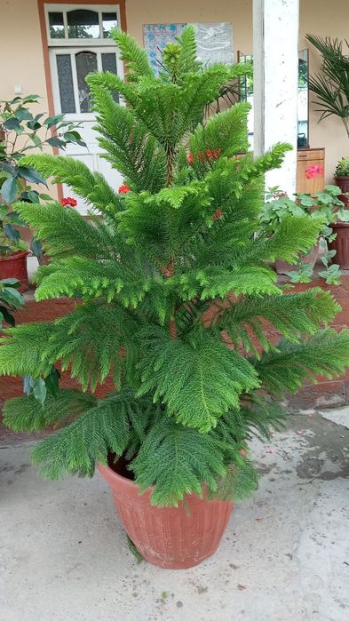 Araukariya archa sotiladi