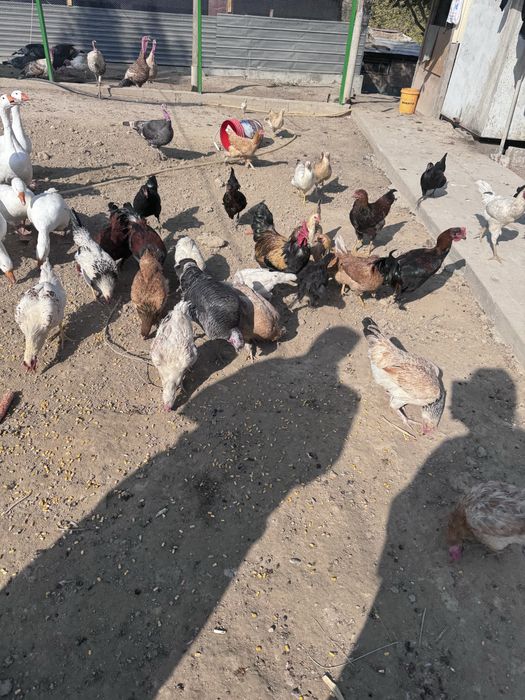 Тауықтар сатылады