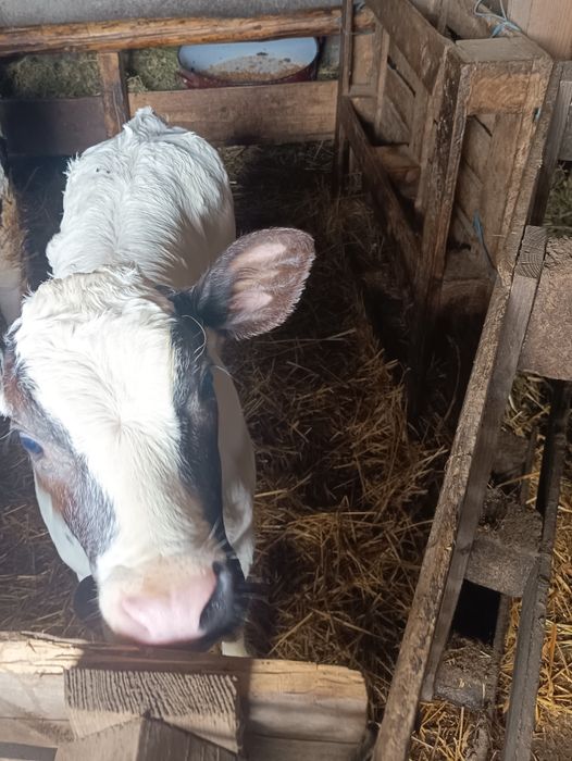 Vând vaca tânără la a4fatare vaca e buna de lapte e fătată de o luna cu vitea albastru belgian langa ea