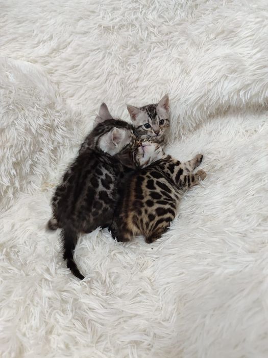 Бенгальские котята
