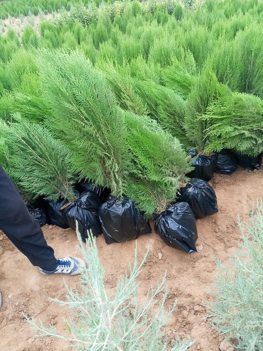 Туя книжная (Thuja plicata) — оптом с собственного поля!