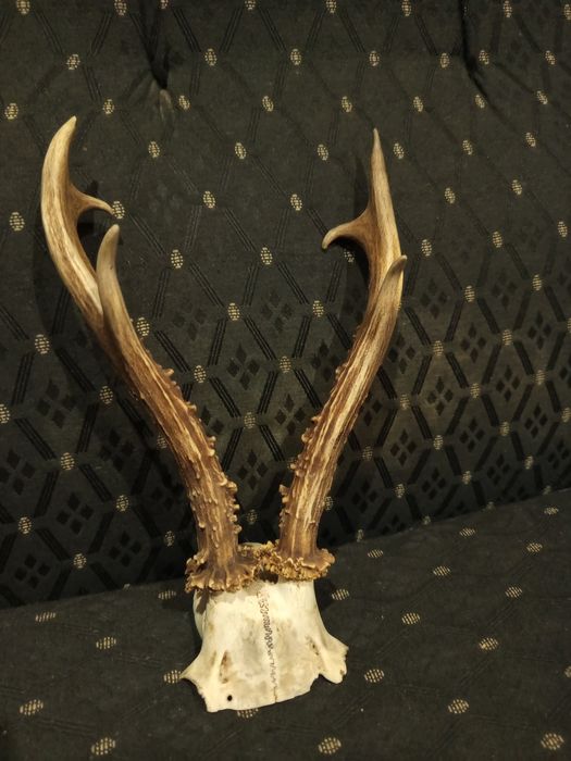 Истински Еленски рога