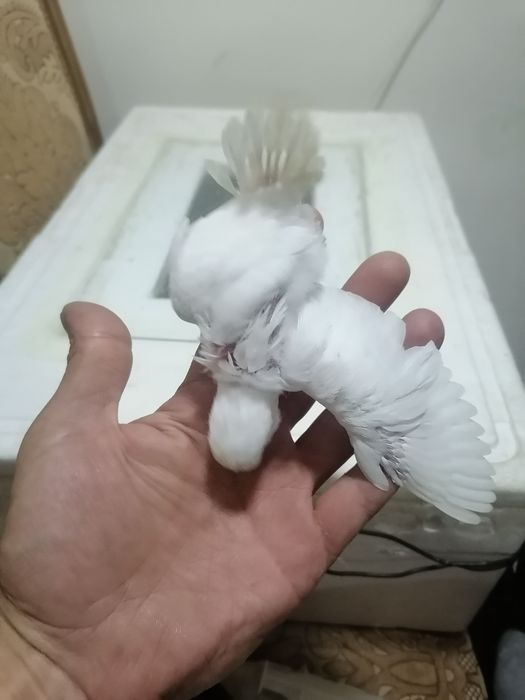 Для ручной. попугаев волнистый и  андурки .волнистый 50 тысяч .