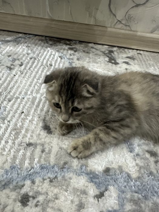 Кошка скоттиш фолд