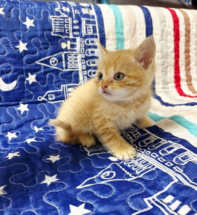 Котятки ищут любящие дома !