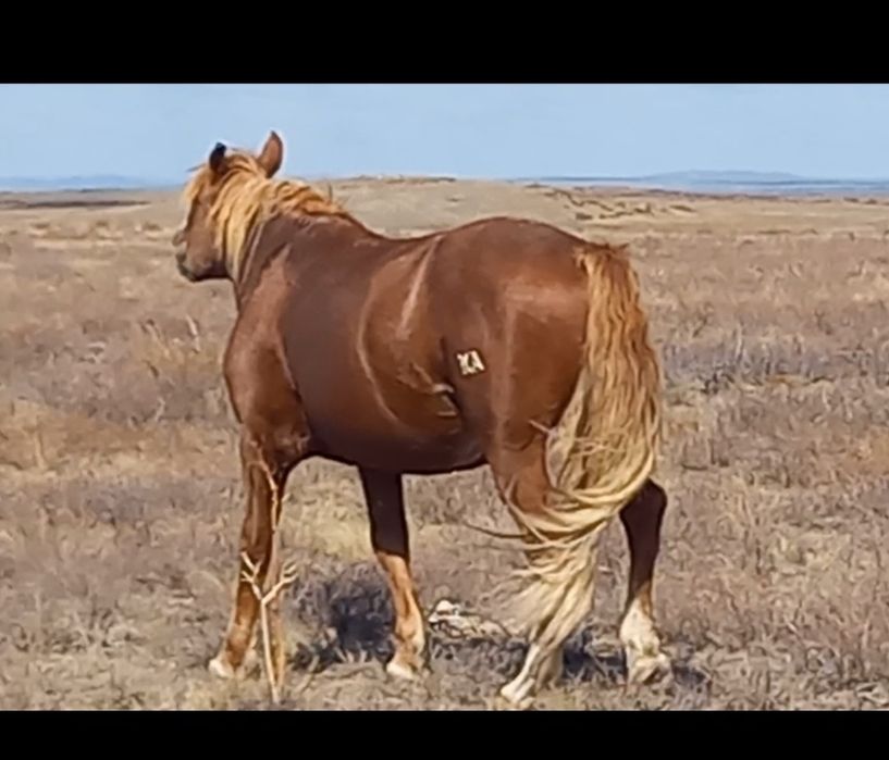 Айғыр сатылады 850мын