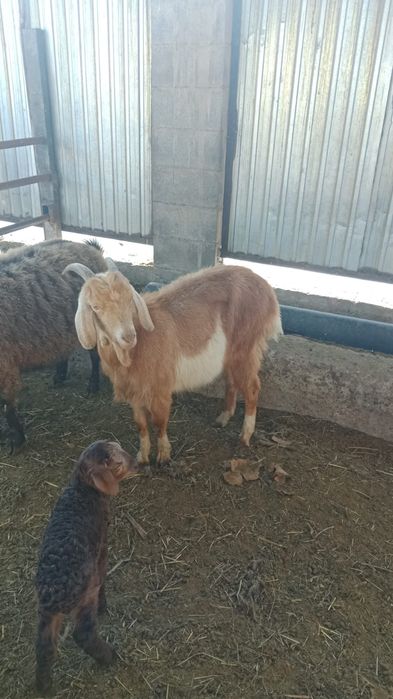 Ешкілер сатылады