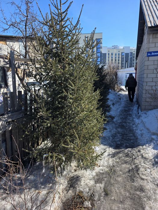 Продам  ёлку  сосны