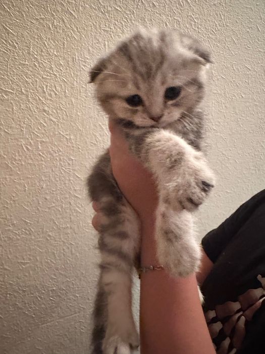 Продаются котенок породы шотландская вислоухая от правильной вязки.