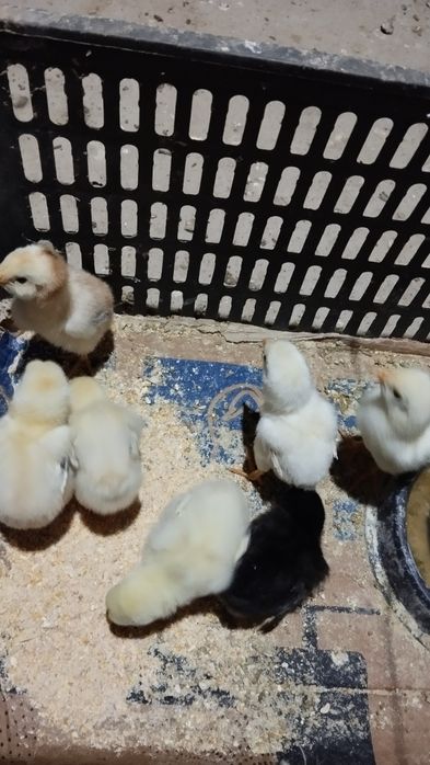 Kulongi chucha ikkita pataki bor