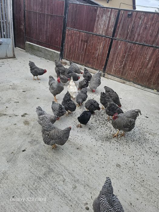 Vand oua de la gaini de rasa