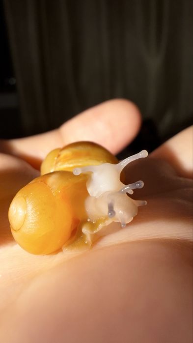 Африкански охлюви archachatina marginata ovum