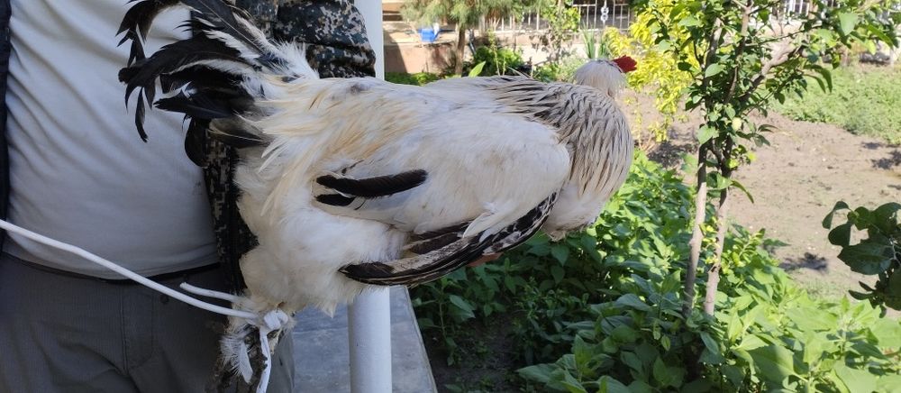 Brama xoʻrozi 250mingdan  4ta bor