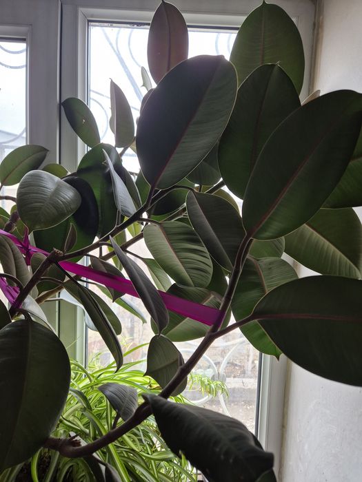 Фикусы молочай Хлорофитум питахайя агламены