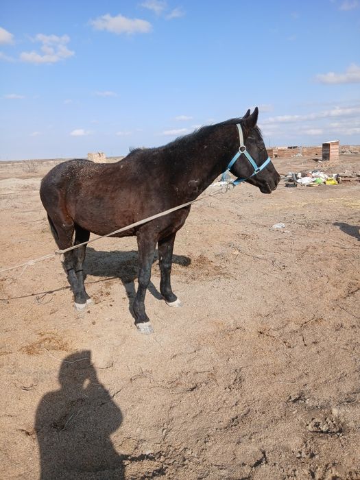 Селхоз Животные лошадь