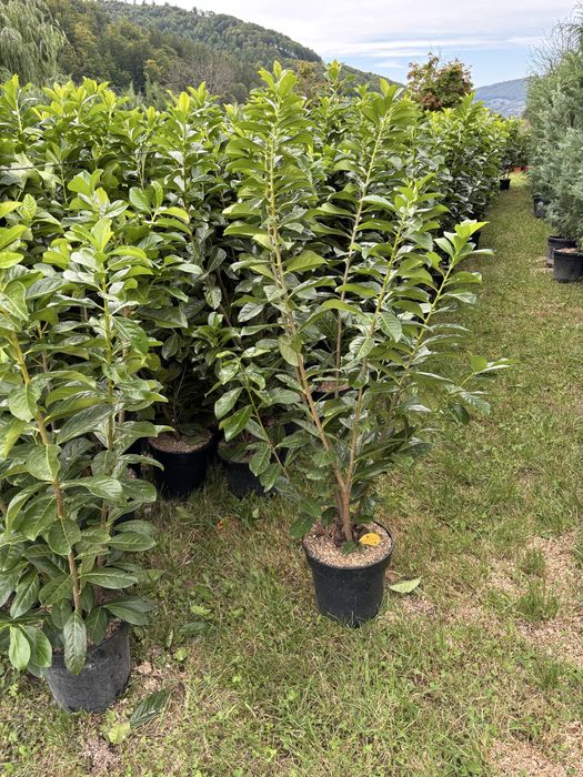Laur prunus tuia leyladii