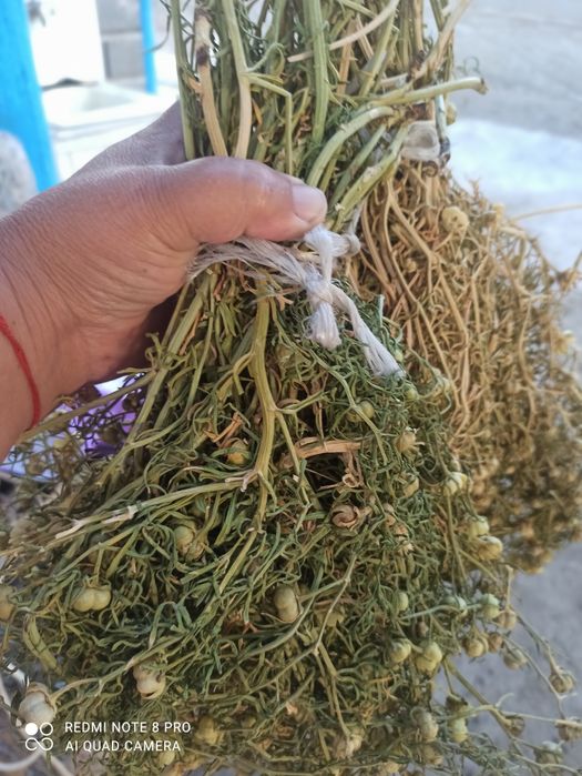 Шудың Адыраспаны .