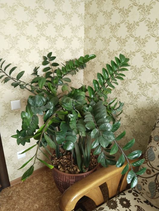 Продам замиокулькас