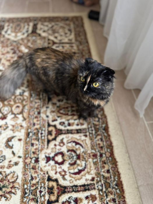 Кошка девочка отдам даром