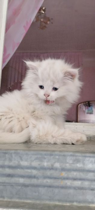 Продаются котята