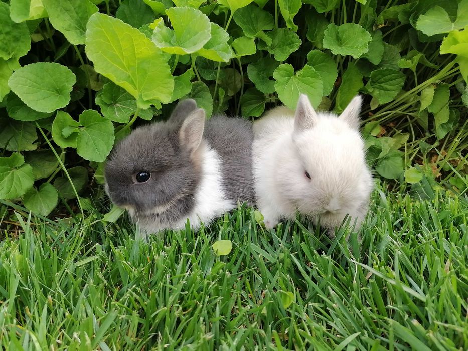 Nederlandskiy karlik quyon bolalari sotiladi