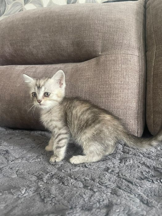 Отдам котят в добрые руки!