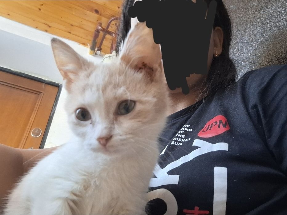 Котенок ищет хлзяев