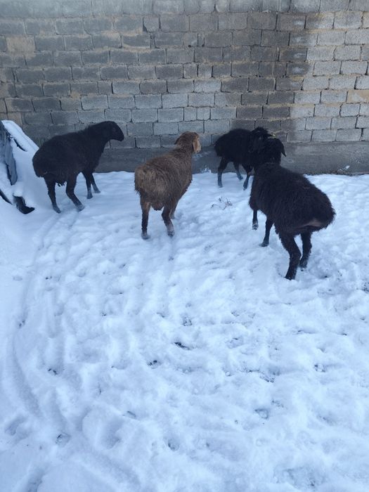 Койлар мен кошкарлар