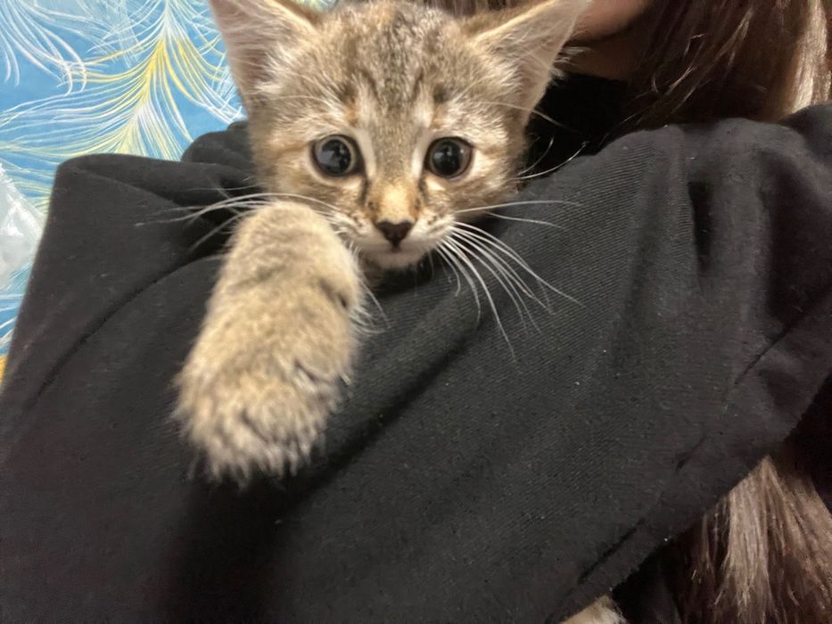 котенок в добрые руки