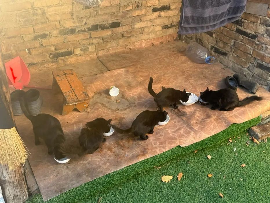 8 котят одна кошка