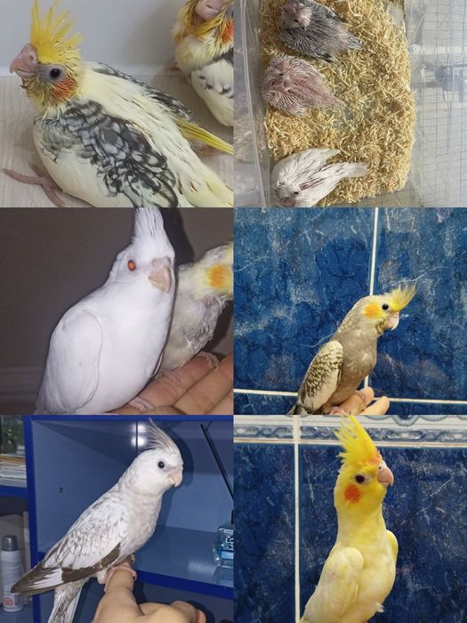 Ручные попугаи разных видов