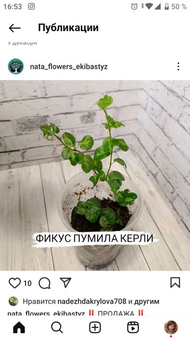 Продам фикусы сортовые.