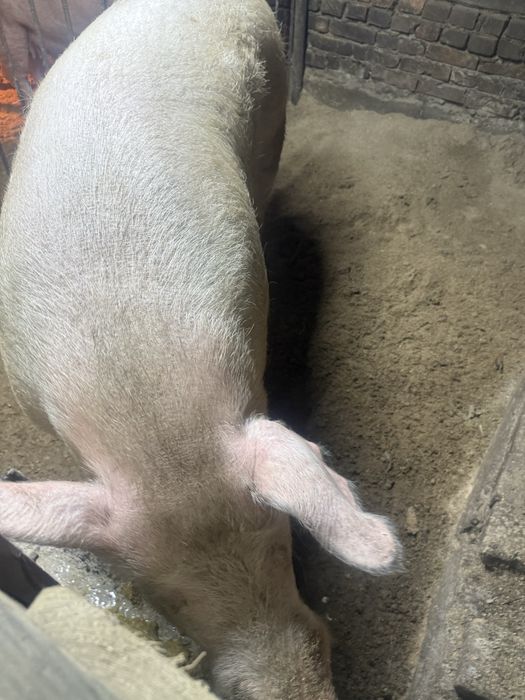 Продам кабана ( Хряк )