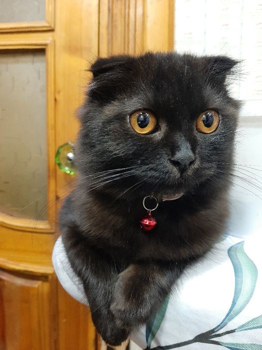 Скоттиш фолд  қиз  сотилади