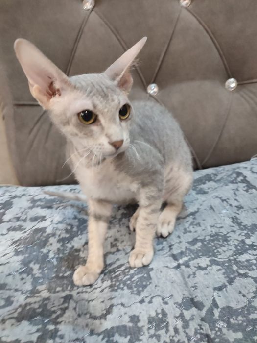 Сфинкс Питерболд