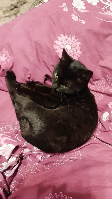 Котёнок (девочка) ищет дом