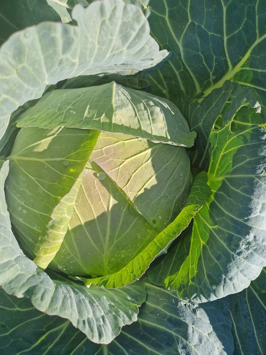 Varza, ceapa alba; roșie